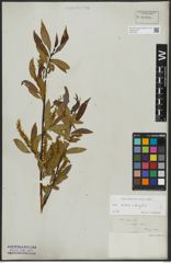 Foto von Salix alba L. x Salix fragilis L.